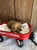 Bagel, a male Miniature Goldendoodle for sale in Goldsboro, NC – Photo 6 of 10