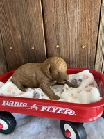 Bagel, a male Miniature Goldendoodle for sale in Goldsboro, NC – Photo 7 of 10