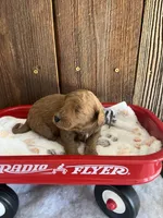 Bagel, a male Miniature Goldendoodle for sale in Goldsboro, NC – Photo 1 of 10