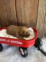 Bagel, a male Miniature Goldendoodle for sale in Goldsboro, NC – Photo 2 of 10