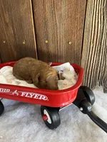 Bagel, a male Miniature Goldendoodle for sale in Goldsboro, NC – Photo 3 of 10