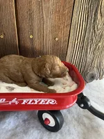 Bagel, a male Miniature Goldendoodle for sale in Goldsboro, NC – Photo 8 of 10