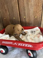 Bagel, a male Miniature Goldendoodle for sale in Goldsboro, NC – Photo 10 of 10