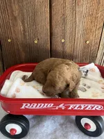 Bagel, a male Miniature Goldendoodle for sale in Goldsboro, NC – Photo 5 of 10