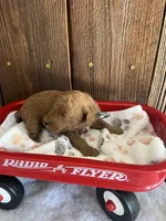 Bagel, a male Miniature Goldendoodle for sale in Goldsboro, NC – Photo 4 of 10