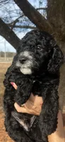 Breezy, a male Miniature Bernedoodle for sale in Goldsboro, NC – Photo 4 of 10