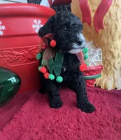Breezy, a male Miniature Bernedoodle for sale in Goldsboro, NC – Photo 7 of 10