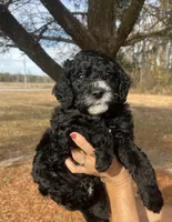 Breezy, a male Miniature Bernedoodle for sale in Goldsboro, NC – Photo 1 of 10