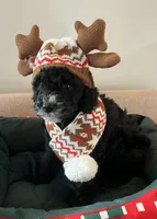 Breezy, a male Miniature Bernedoodle for sale in Goldsboro, NC – Photo 2 of 10