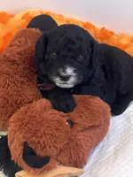Breezy, a male Miniature Bernedoodle for sale in Goldsboro, NC – Photo 10 of 10