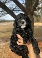 Breezy, a male Miniature Bernedoodle for sale in Goldsboro, NC – Photo 6 of 10