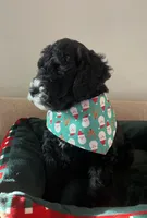 Breezy, a male Miniature Bernedoodle for sale in Goldsboro, NC – Photo 3 of 10