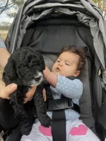 Breezy, a male Miniature Bernedoodle for sale in Goldsboro, NC – Photo 8 of 10