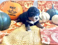 Nutmeg, a female Miniature Bernedoodle for sale in Goldsboro, NC – Photo 7 of 10