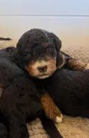 Nutmeg, a female Miniature Bernedoodle for sale in Goldsboro, NC – Photo 3 of 10