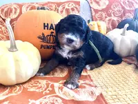 Nutmeg, a female Miniature Bernedoodle for sale in Goldsboro, NC – Photo 2 of 10