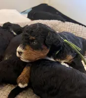 Nutmeg, a female Miniature Bernedoodle for sale in Goldsboro, NC – Photo 1 of 10