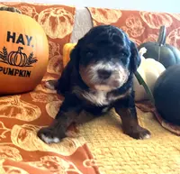 Nutmeg, a female Miniature Bernedoodle for sale in Goldsboro, NC – Photo 6 of 10