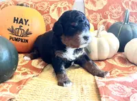 Nutmeg, a female Miniature Bernedoodle for sale in Goldsboro, NC – Photo 10 of 10