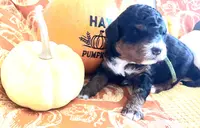 Nutmeg, a female Miniature Bernedoodle for sale in Goldsboro, NC – Photo 9 of 10