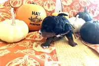 Nutmeg, a female Miniature Bernedoodle for sale in Goldsboro, NC – Photo 8 of 10