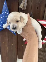 Vanilla Bean, a male Miniature Goldendoodle for sale in Goldsboro, NC – 1 of 9