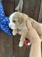 Cookie Dough , a female Miniature Goldendoodle for sale in Goldsboro, NC – 2 of 9