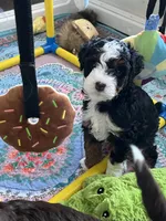 Sprout , a female Miniature Bernedoodle for sale in Goldsboro, NC – 3 of 10