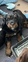Sweet Pea, a female Miniature Bernedoodle for sale in Goldsboro, NC – 4 of 9