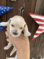 Vanilla Bean, a male Miniature Goldendoodle for sale in Goldsboro, NC – 7 of 9