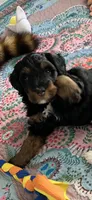 Sweet Pea, a female Miniature Bernedoodle for sale in Goldsboro, NC – 8 of 9