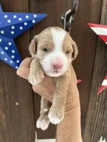 Cookie Dough , a female Miniature Goldendoodle for sale in Goldsboro, NC – 5 of 9