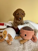 processed/df696b82-b47c-4ac2-8505-4295f3701e49/listing/98c353e6-ab80-4b6f-9d4f-f92c972ae4d4/f8b14cda-1498-4ec9-be00-de96a2ecb619