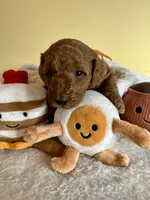 processed/df696b82-b47c-4ac2-8505-4295f3701e49/listing/98c353e6-ab80-4b6f-9d4f-f92c972ae4d4/fed38470-b432-408f-8572-fa408c8bce31