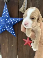 Cookie Dough , a female Miniature Goldendoodle for sale in Goldsboro, NC – 9 of 9
