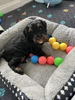 Sweet Pea, a female Miniature Bernedoodle for sale in Goldsboro, NC – 3 of 9