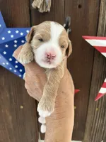 Cookie Dough , a female Miniature Goldendoodle for sale in Goldsboro, NC – 1 of 9
