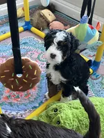 Sprout , a female Miniature Bernedoodle for sale in Goldsboro, NC – 5 of 10