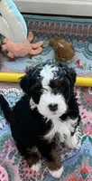 Sprout , a female Miniature Bernedoodle for sale in Goldsboro, NC – 2 of 10