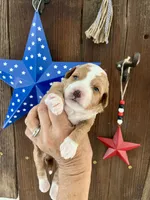 Salted Caramel , a female Miniature Goldendoodle for sale in Goldsboro, NC – 9 of 10