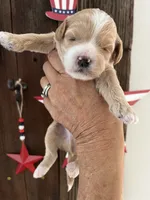 Moose tracks, a male Miniature Goldendoodle for sale in Goldsboro, NC – 5 of 6