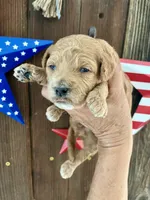 Strawberry Shortcake , a female Miniature Goldendoodle for sale in Goldsboro, NC – 2 of 7