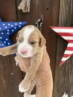 Cookie Dough , a female Miniature Goldendoodle for sale in Goldsboro, NC – 7 of 9