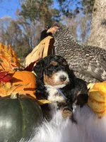 Cocoa, a male Miniature Bernedoodle for sale in Goldsboro, NC – Photo 1 of 8