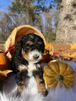 Cocoa, a male Miniature Bernedoodle for sale in Goldsboro, NC – Photo 8 of 8