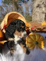 Cocoa, a male Miniature Bernedoodle for sale in Goldsboro, NC – Photo 2 of 8