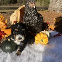 Cocoa, a male Miniature Bernedoodle for sale in Goldsboro, NC – Photo 4 of 8