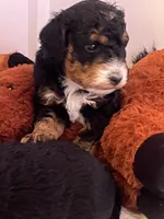 Cocoa, a male Miniature Bernedoodle for sale in Goldsboro, NC – Photo 3 of 8