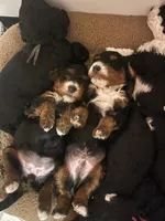 Cocoa, a male Miniature Bernedoodle for sale in Goldsboro, NC – Photo 5 of 8