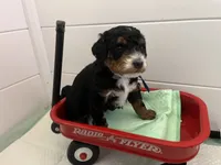 Cocoa, a male Miniature Bernedoodle for sale in Goldsboro, NC – Photo 6 of 8